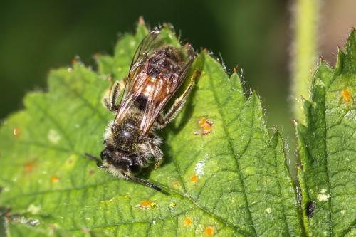 Andrena sp.